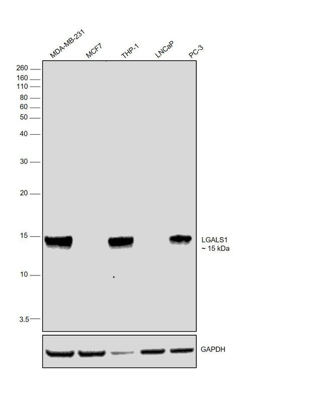 ANTI-GALECTIN 1