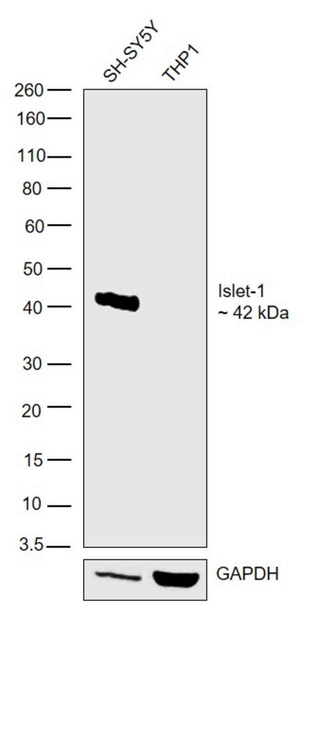 ANTI-ISLET 1