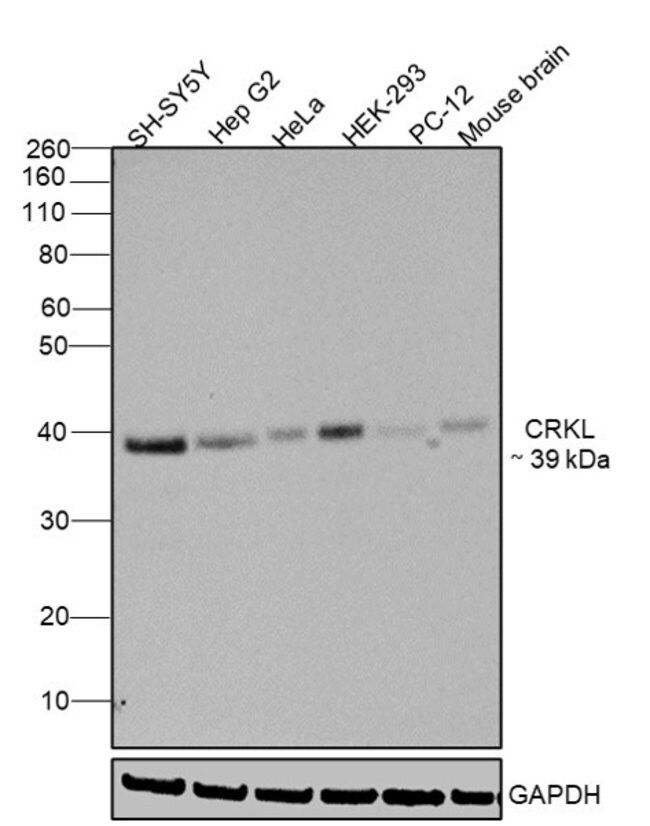 ANTI-CRKL