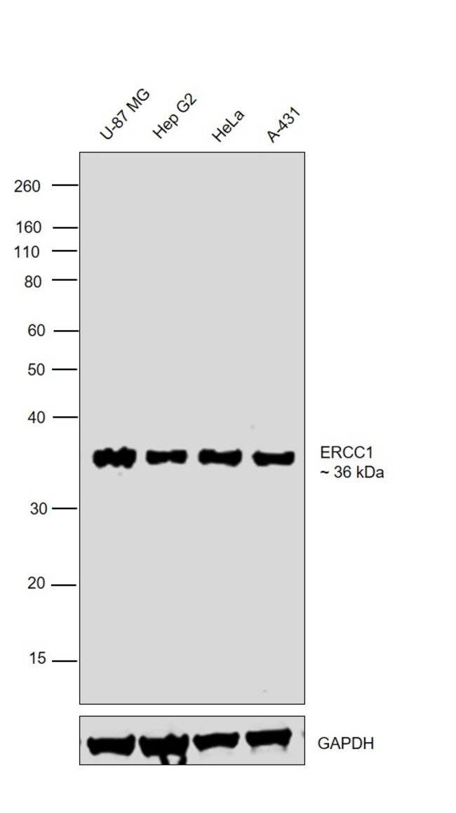 ANTI-ERCC1