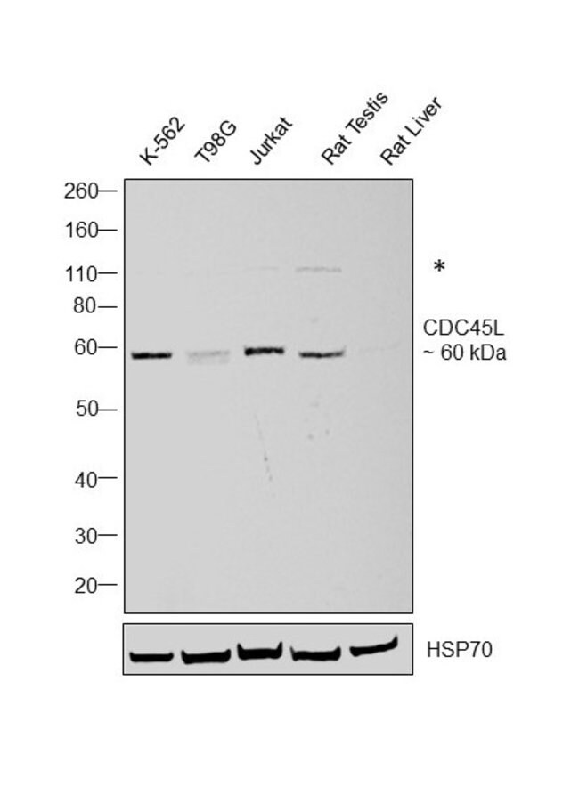 ANTI-CDC45L