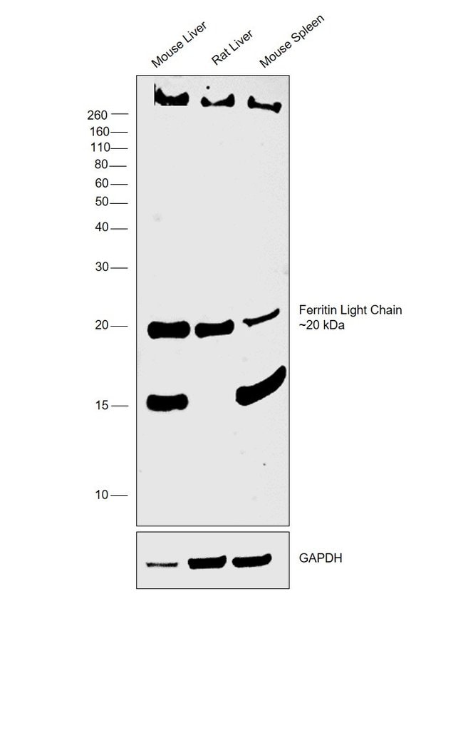 ANTI-FERRITIN LIGHT CHAIN