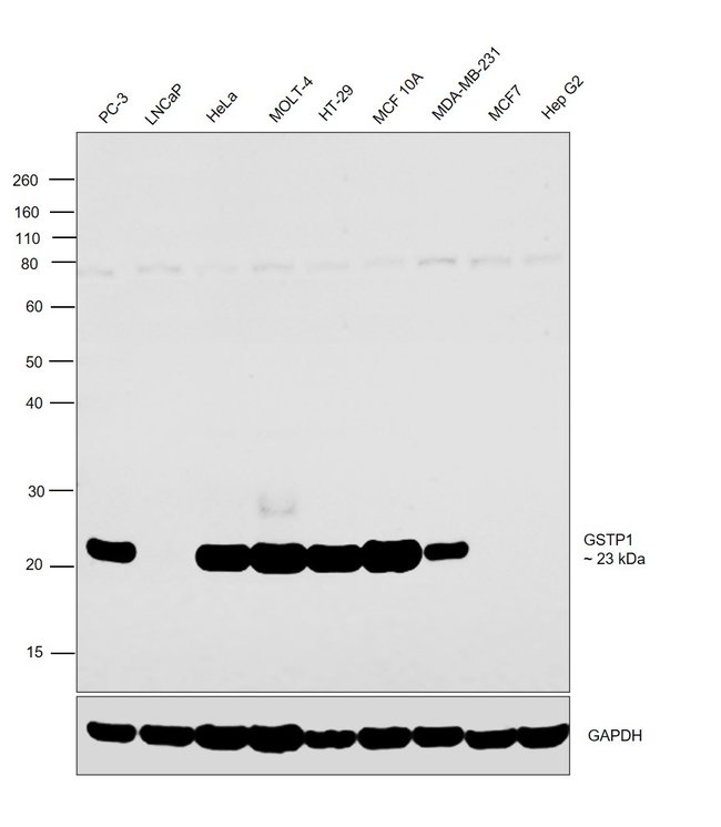 ANTI-GSTP1