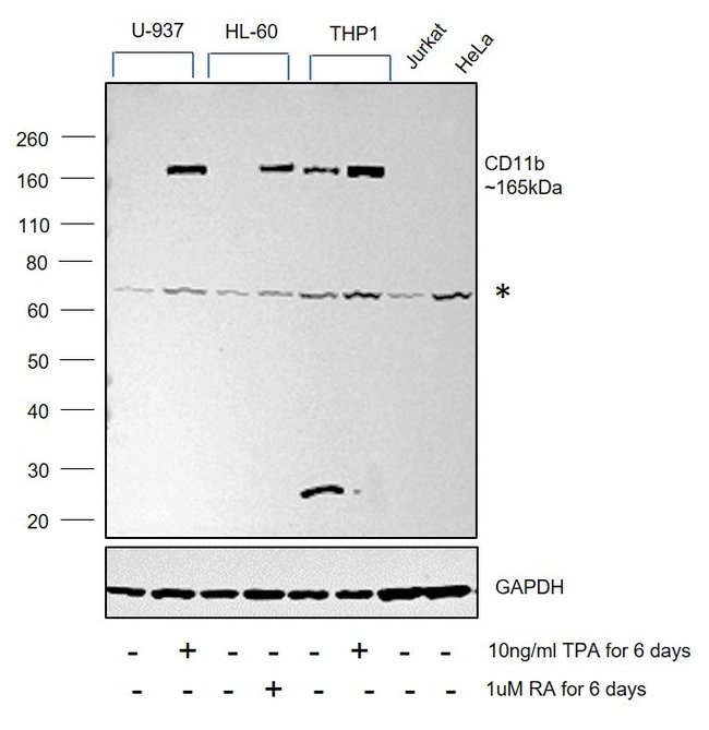 ANTI-CD11B