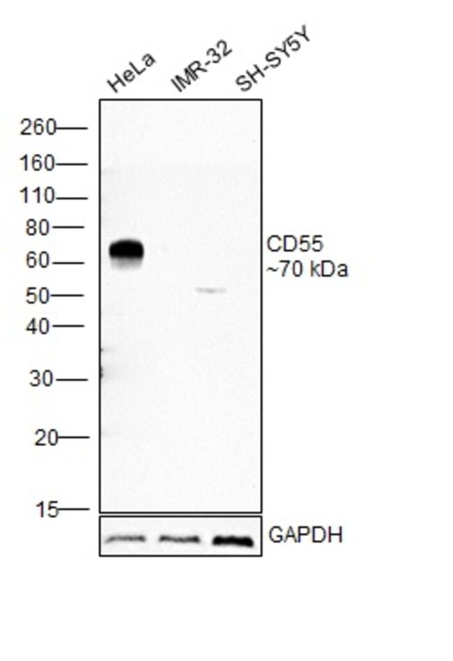 ANTI-CD55