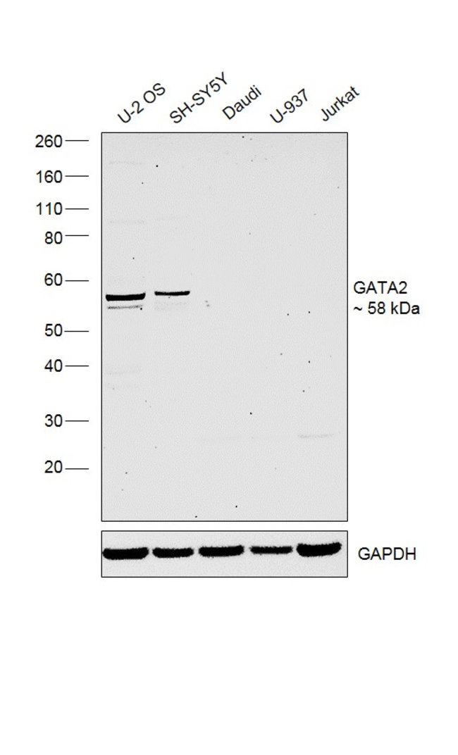 ANTI-GATA2