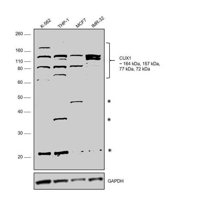 ANTI-CUTL1