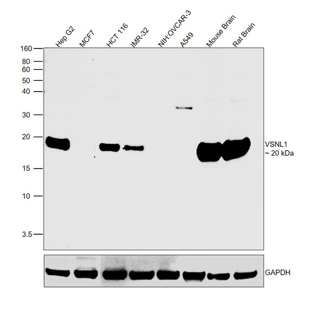 ANTI-VISININ-LIKE 1