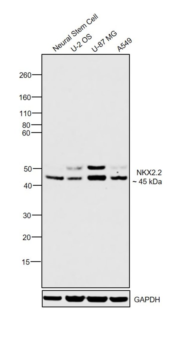 0.1MG NKX2.2 0.1 MG