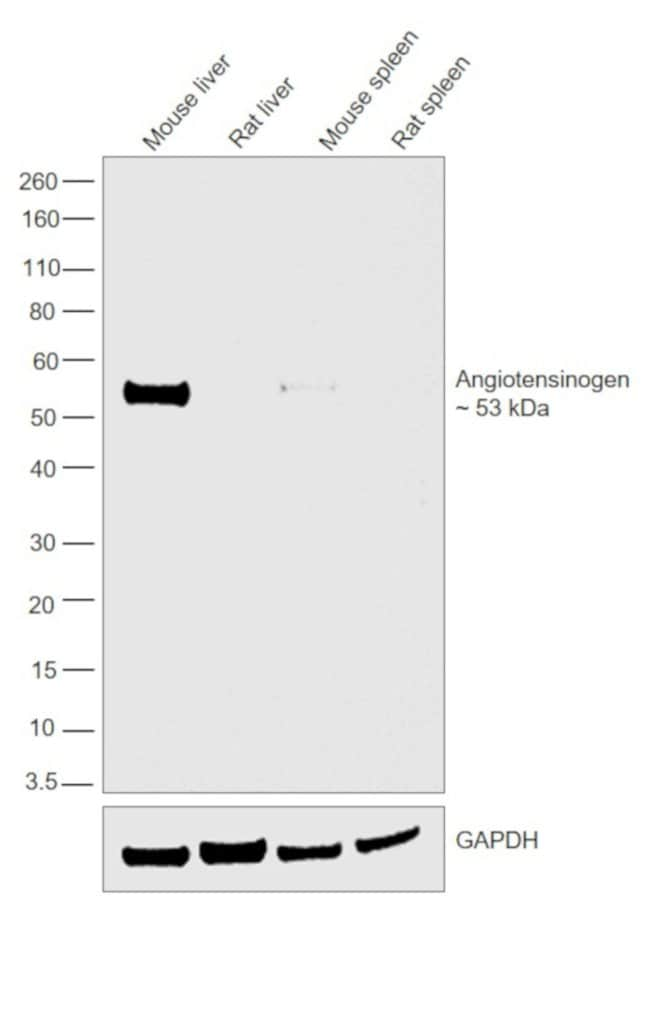 100UG ANGIOTENSINOGEN 100 UG