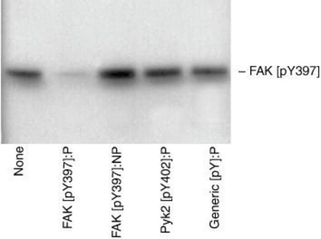 100 ULPhospho-FAK (Tyr397) PAB FORMULATI