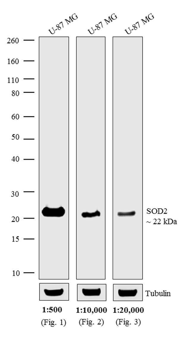 0.5MG Chicken Anti-Mouse IgG (H+L) Antib