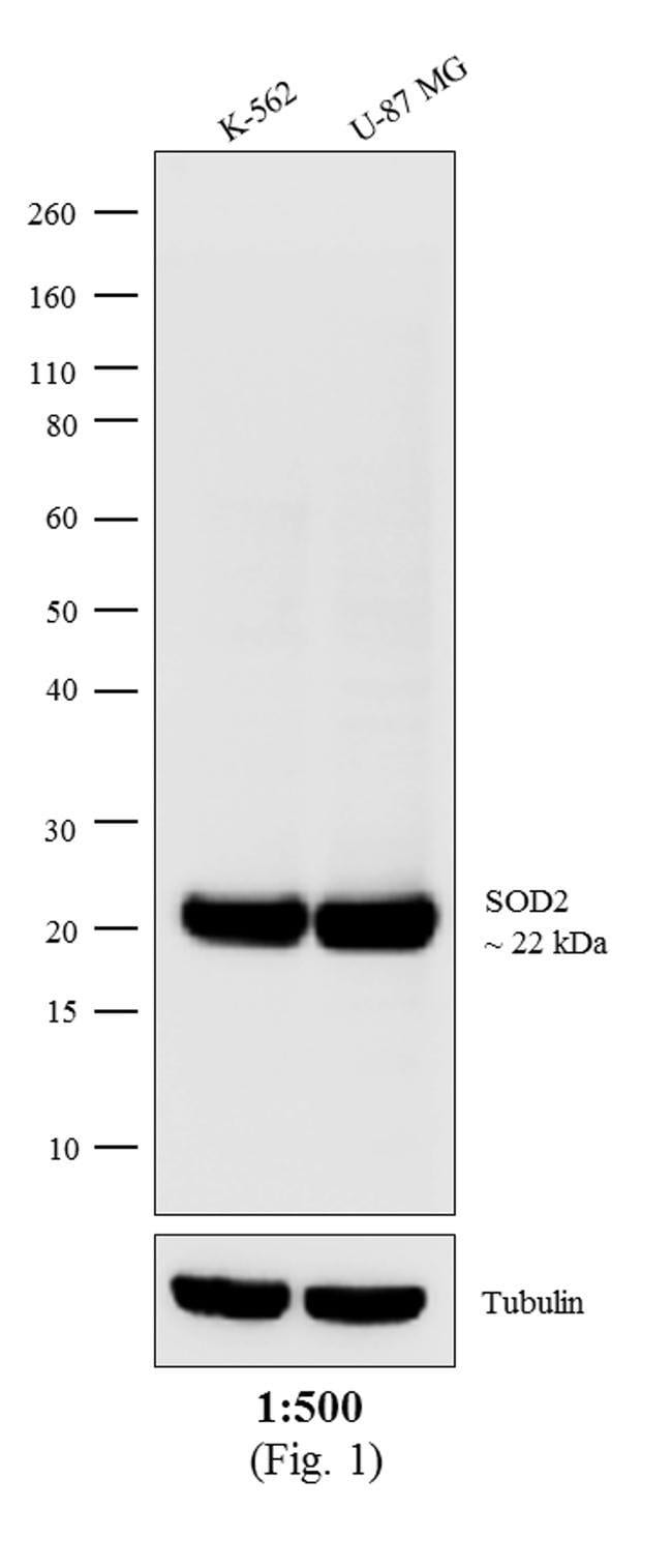 0,5MG CHICKEN ANTI-MOUSE IGG (H+L) ANTIB