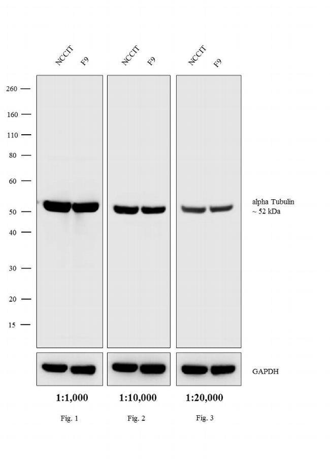 0.5MG Rabbit anti-Rat IgG (H+L) affinity