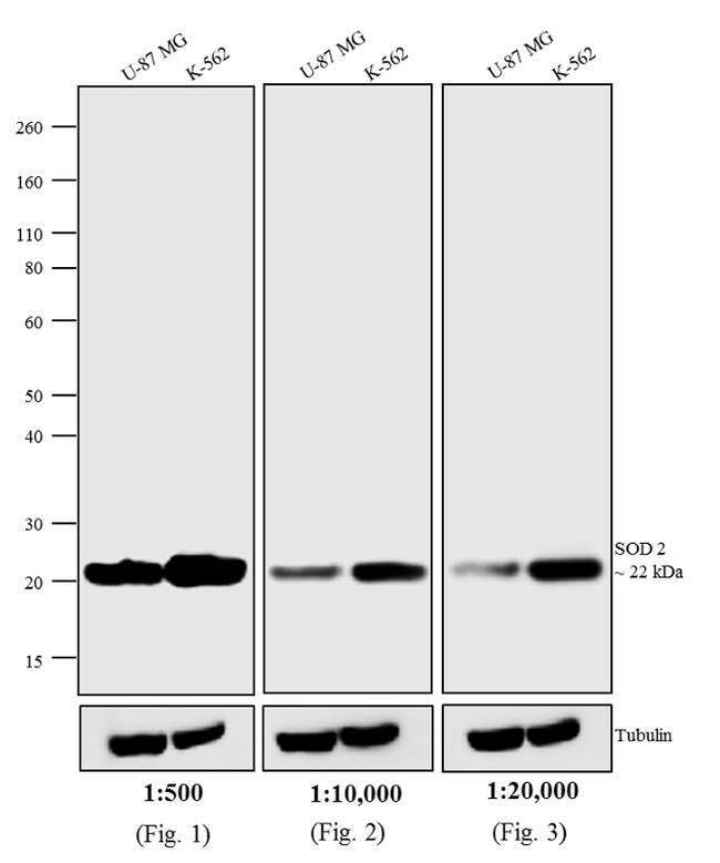 0.5MG Goat Anti-Mouse IgG (H&L) Antibody