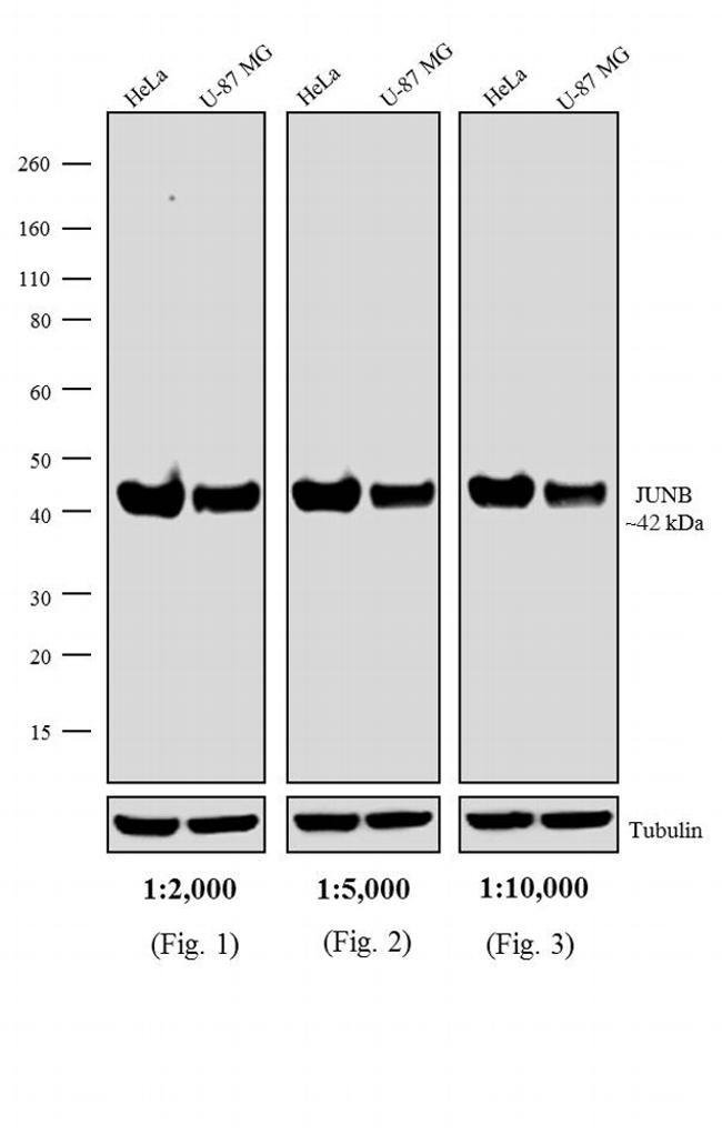 0.5MG GOAT ANTIRABBIT IGG H&L ANTIBODY