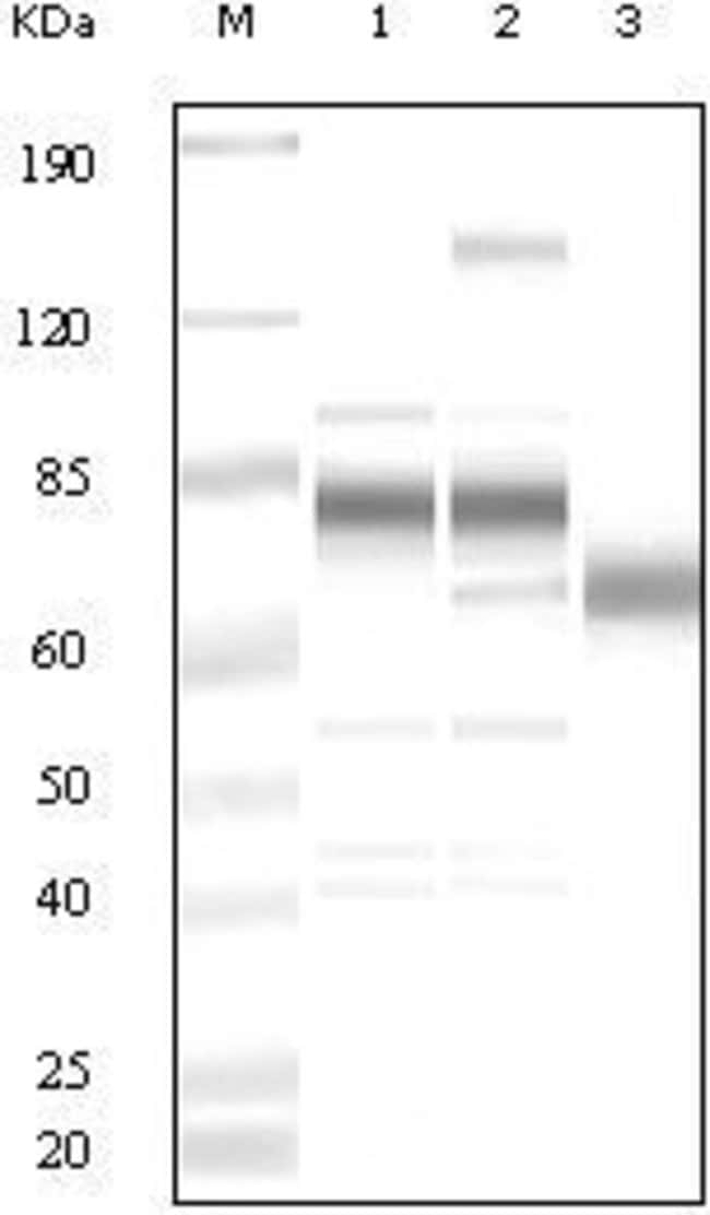 100 UL POLYCLONAL ANTIBODY, KSHV ORF8, H