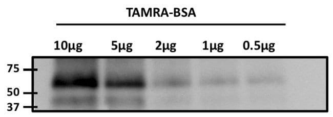 100  G TAMRA MONOCLONAL ANTIBODY (5G5)