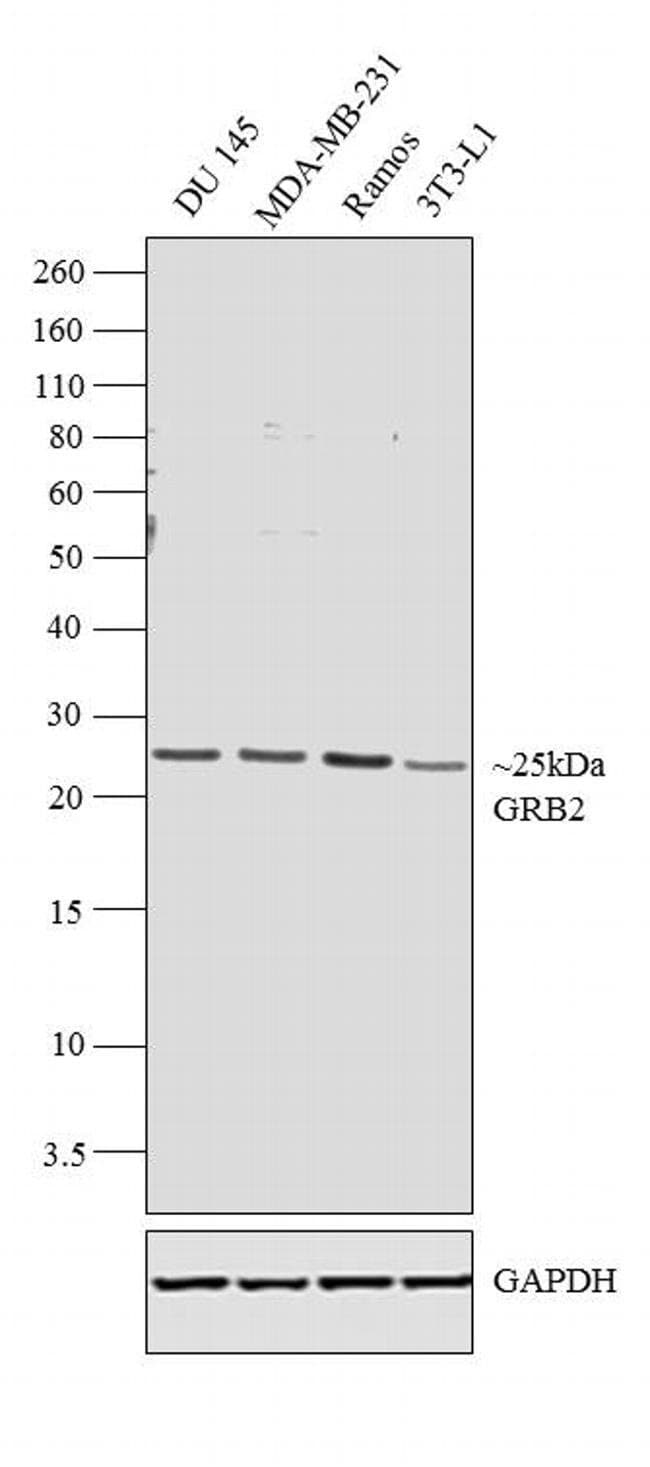 100UG ANTI-GRB2 POLYCLONAL ANTIBODY