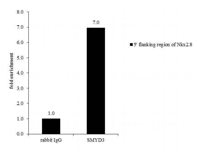 100uL Polyclonal antibody, SMYD3