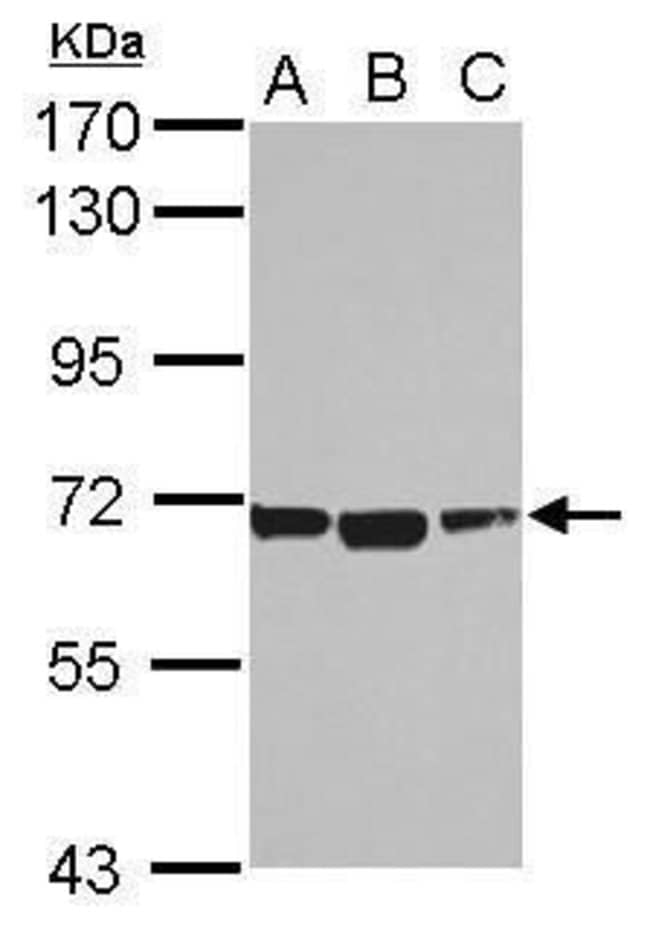 100uL ACSM1 Polyclonal Antibody, IHC (P)