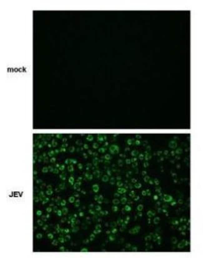 100UL Japanese Encephalitis Virus NS4B A