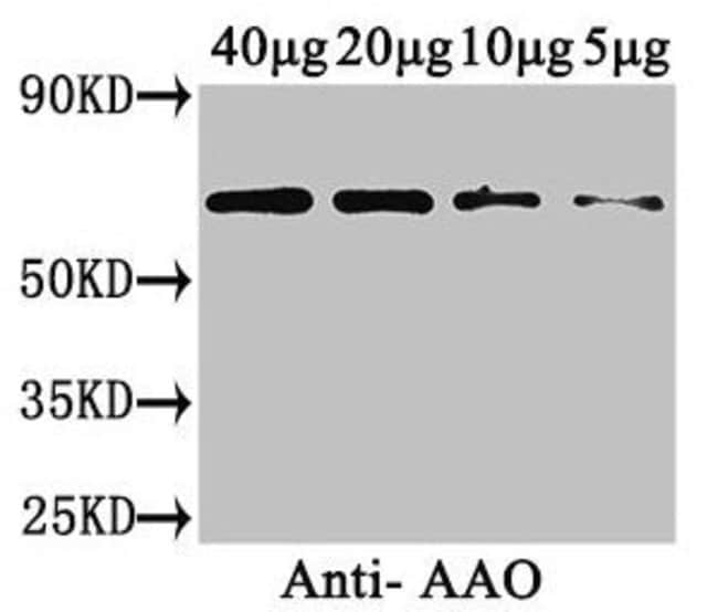 100UG AAO ANTIBODY 100 ug