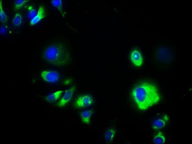 100UG A33 ANTIBODY 100 ug