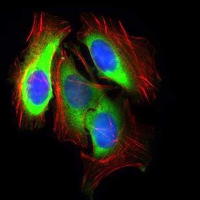 100 g SLC2A4 Antibody (3G10A3)