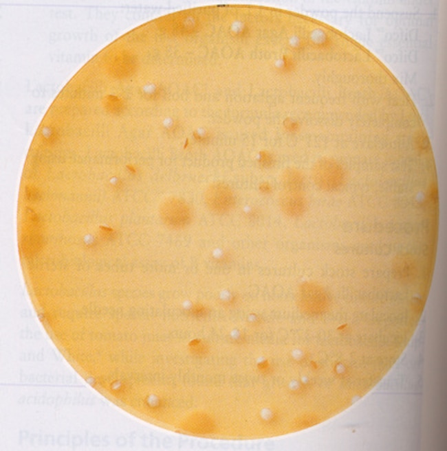 10KG BROTH LACTOBACILLI MRS (+2-8C) .