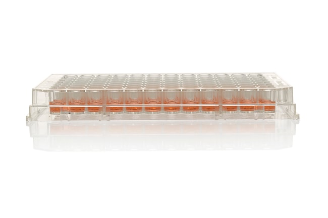 Thermo Scientific Nunc MicroWell 96-Well