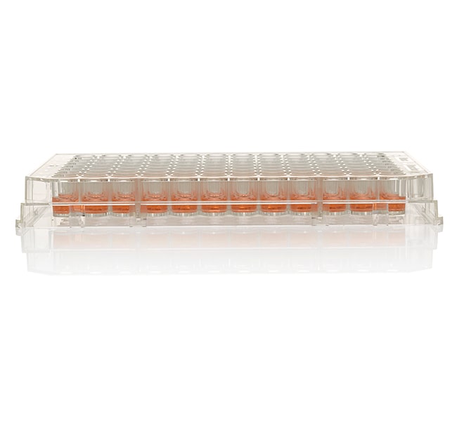 Thermo Scientific Nunc MicroWell 96-Well