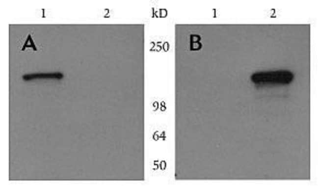 Anti-myc-AP Antibody, 125 µl The Anti-my