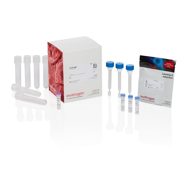 Alexa Fluor 555 Protein Labeling Kit 3 l