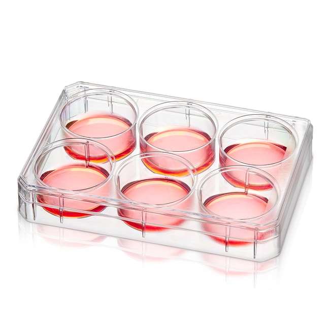 6 Well Multischale, Poly-D-Lysin besch.