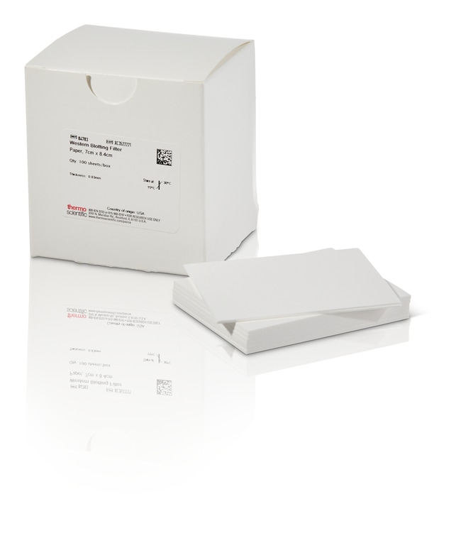Thermo Scientific Pierce Western-Blot-Fi