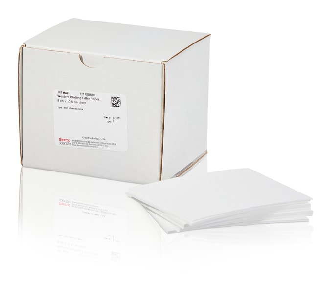 Thermo Scientific Pierce Western-Blot-Fi