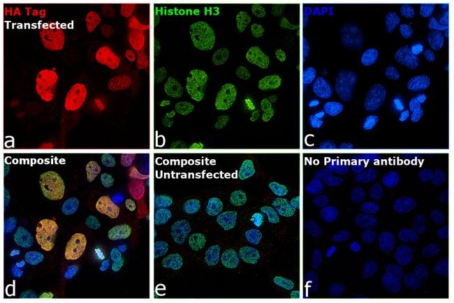 ANTI-HA ANTIBODY, 100 µG
