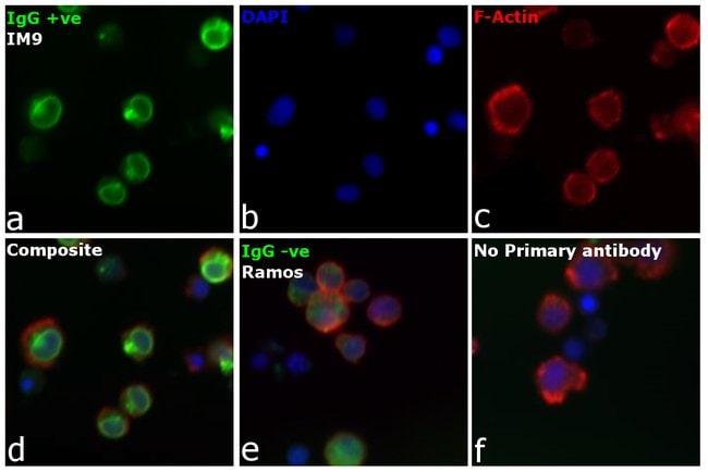 1.5 MG ANTIBODY GOAT ANTI-HUMAN IGG (H+L