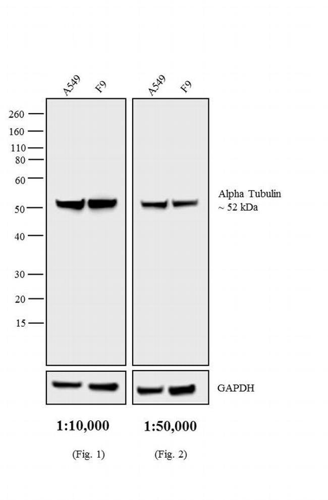 1ML ANTIBODY GOAT ANTI-RAT IGG (H+L) .