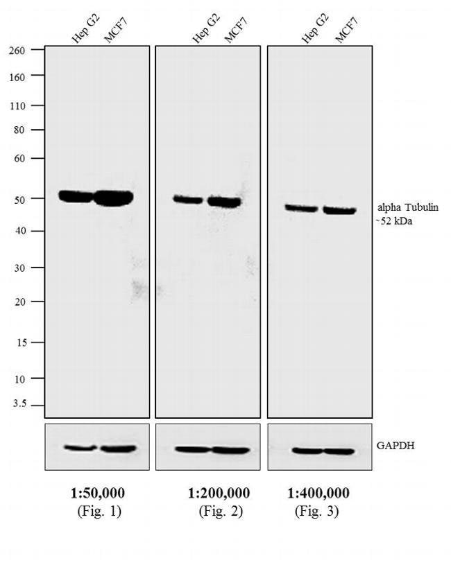 1.5 MG ANTIBODY RABBIT ANTI-RAT IGG (H+L