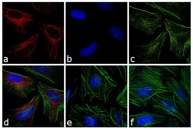 Allophycocyanin Conjugated Goat F(ab )2