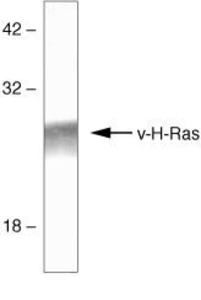 100 UG RAT ANTI-V-RAS ZYMED(TM) INVITROG