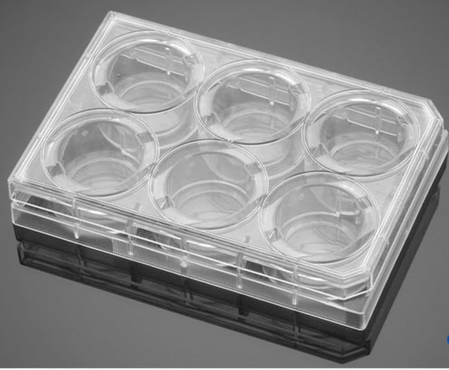 Corning BioCoat Gelatin Multiwell-Platte
