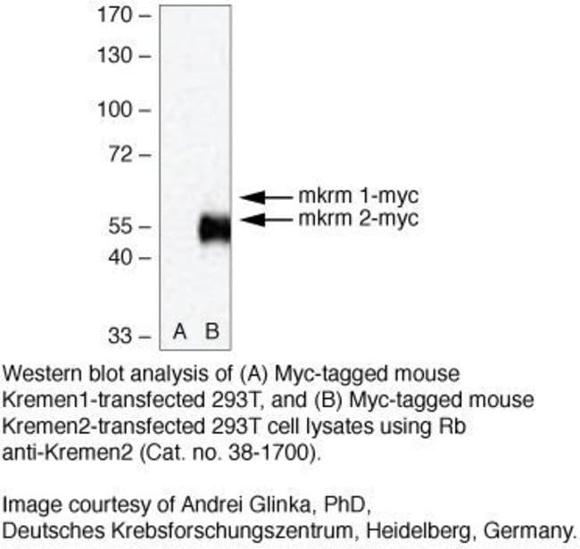 100 µG RABBIT ANTI-KREMEN2 ZYMED .