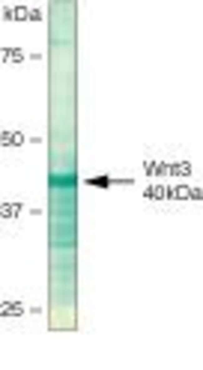 1 ML MOUSE ANTI-WNT3 ZYMED(TM) INVITROGE