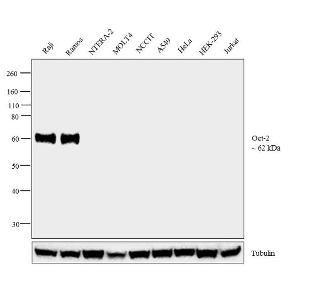 100 µg ANTI-OCT-2, MOUSE MONOCLONAL ANTI
