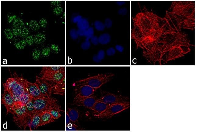 ANTI-MST3, MOUSE MONOCLONAL ANTIBODY UNC