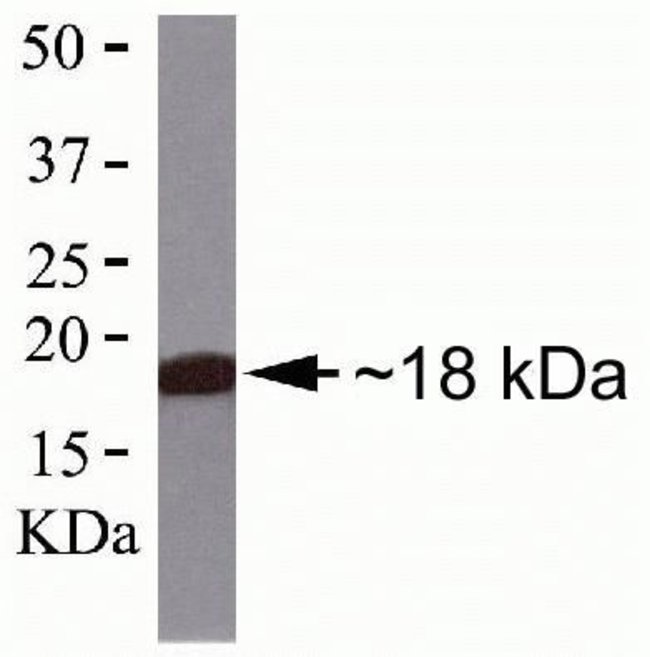 ANTI-PACAP, MOUSE MONOCLONAL ANTIBODY 10