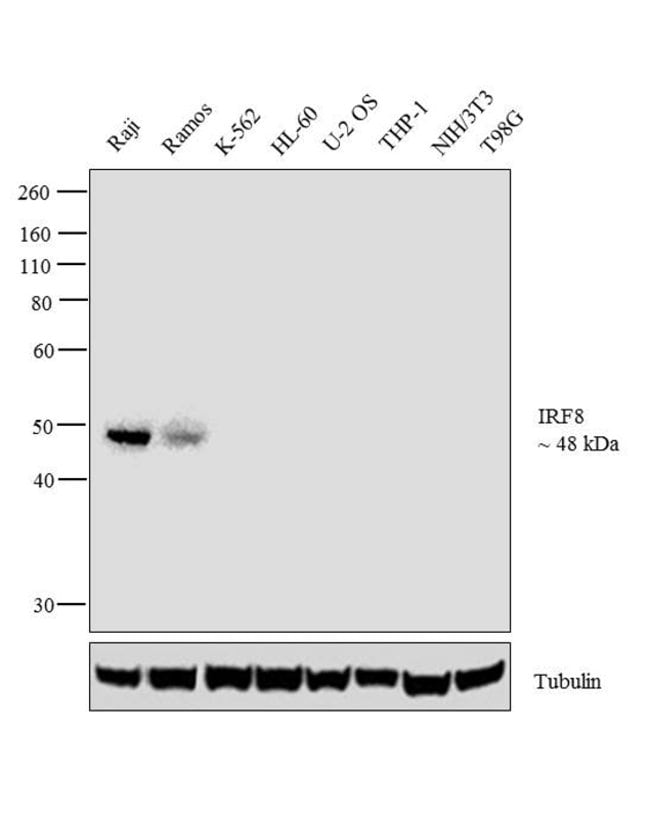 100µg MOUSE ANTI-ICSBP ZYMED .